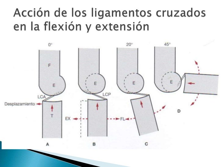 biomecanica de la rodilla